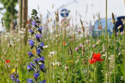 Close-up of purple flowering plants on field