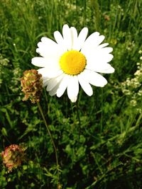 Close-up of white flower blooming outdoors