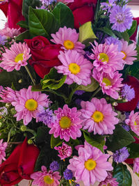 High angle view of pink flowering plants