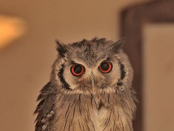 Close-up portrait of owl at home