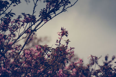 Low angle view of blooming tree