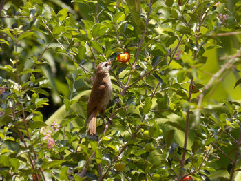 Low angle view of bird perching on tree