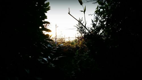 Trees against sky at sunset