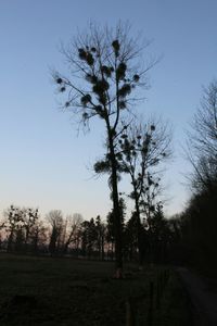 Trees against sky