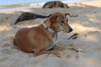 Dog relaxing on beach