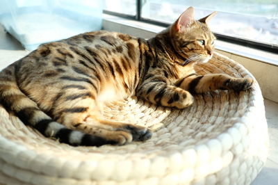 Close-up of cat resting in basket