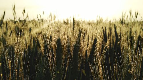Close-up of wheat growing on field against sky