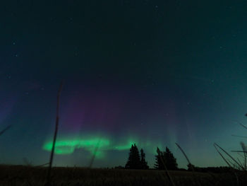 Low angle view of trees on field against sky at night