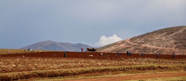 Landscape and agriculture in peru 