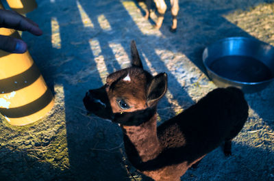 High angle view of young alpaca standing on field