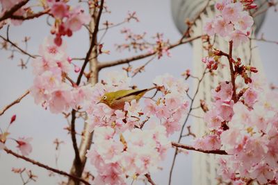 Close-up of cherry blossom