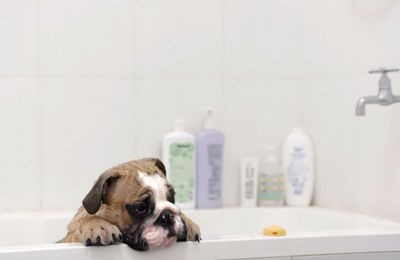 Close-up of bulldog puppy in bathtub
