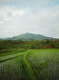 Scenic view of agricultural field against sky