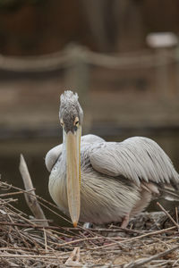 Close-up of pelican in nest