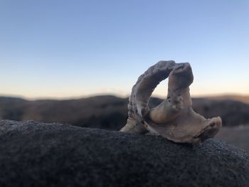 Close-up of animal skull on rock