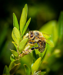 Close-up of bee pollinating flower