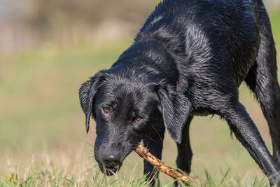 Portrait of a wet black labrador puppy playing with a stick