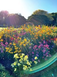 Close-up of multi colored flowers blooming against sky