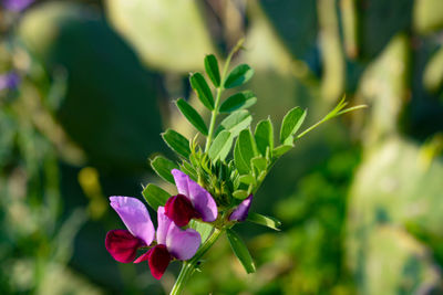 Close-up of purple flowering plant