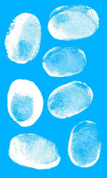 High angle view of shells against blue background