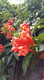 Close-up of red flowers