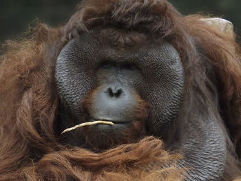 Close-up portrait of orangutan