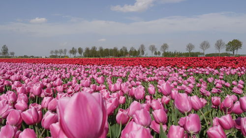 Close-up of pink tulips on large field against sky