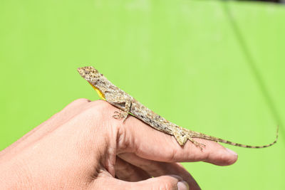 Close-up of a hand holding lizard