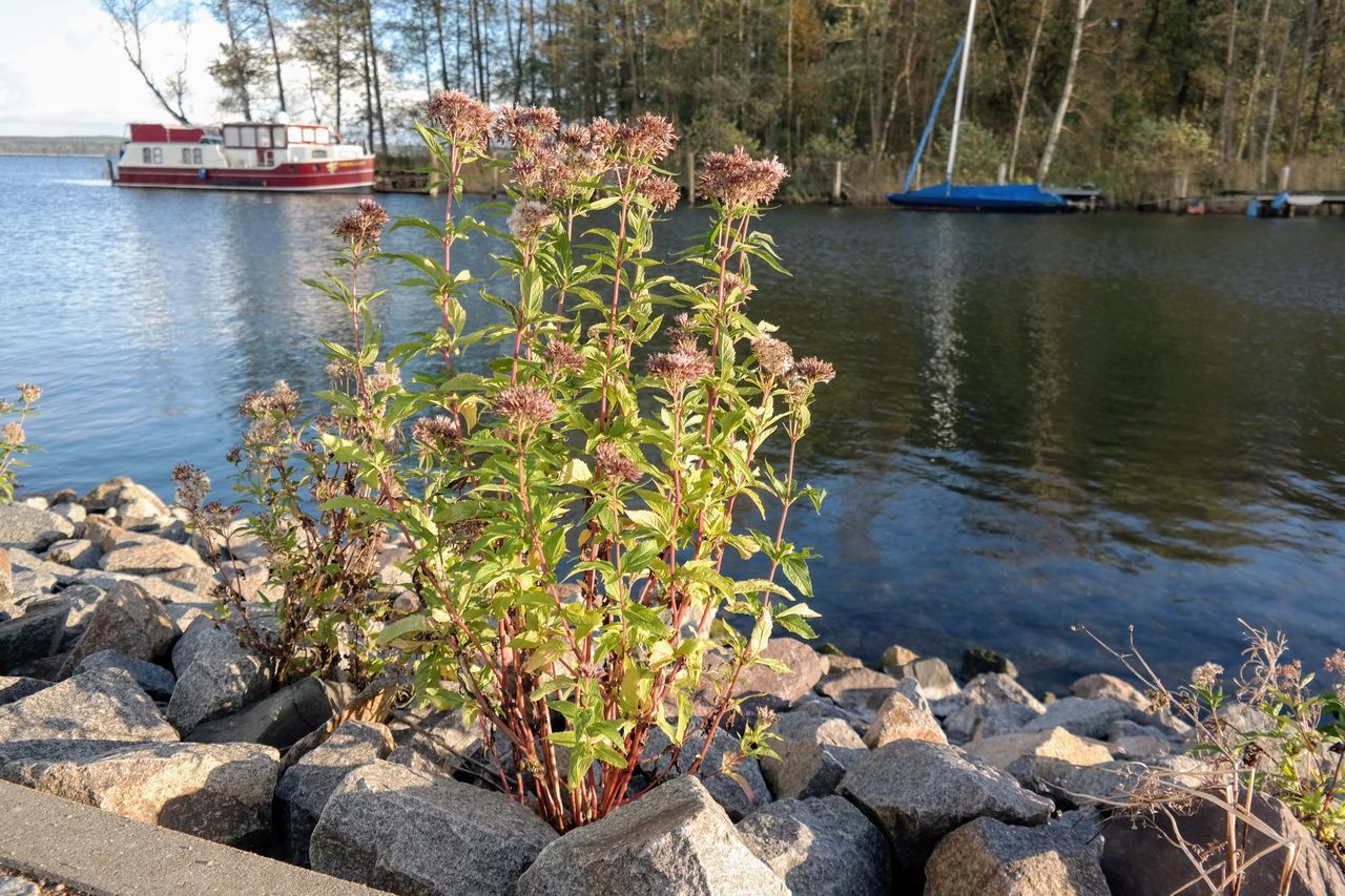 PLANTS BY LAKE AGAINST SKY