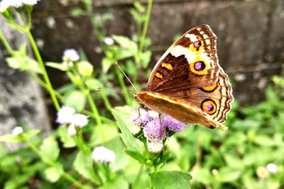 Close-up of butterfly on purple flower