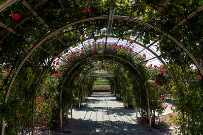 View of flower tunnel in rose garden