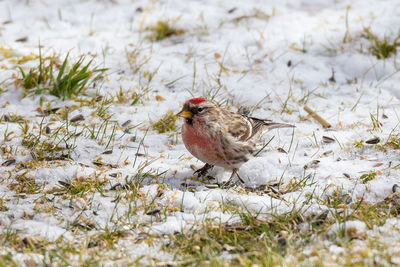 Close-up of bird perching on field during winter