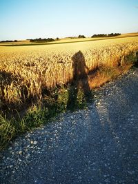 Shadow of people on field