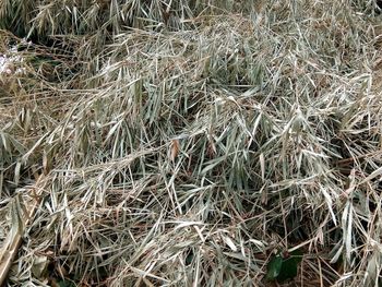 Full frame shot of hay bales on field