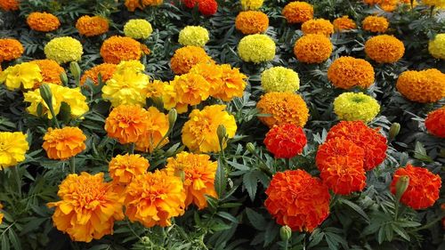 Close-up of yellow flowers