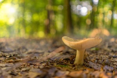 Close-up of mushroom in forest