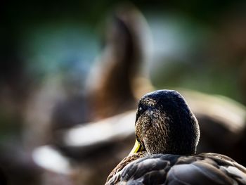 Close-up of a bird looking away