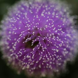 Close-up of purple flowers