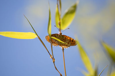 Low angle view of butterfly on plant