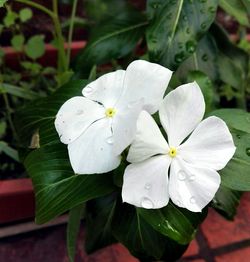 Close-up of water drops on white flower