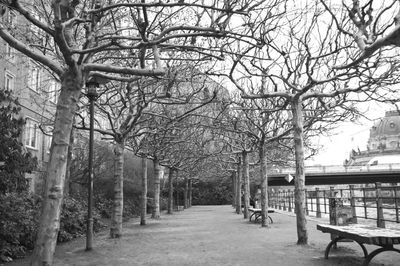 Empty road along bare trees