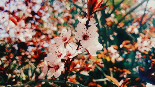 Close-up of pink flowers blooming on tree