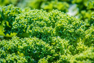 Full frame shot of plants