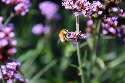 Close-up of bee on flower