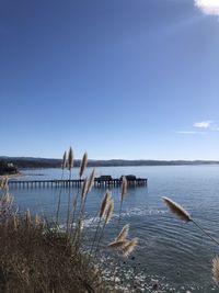 Birds in lake against clear sky