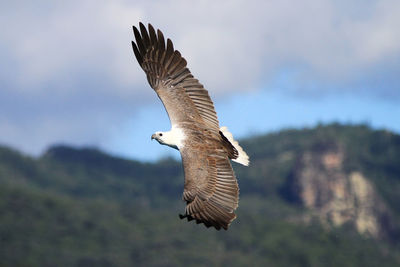 Side view of a bird flying against blurred background