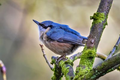 Close-up of bird perching on branch