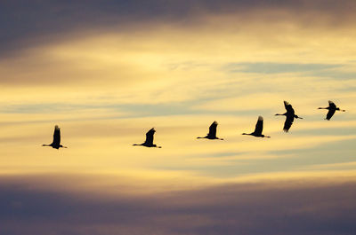 Silhouette birds flying in sky during sunset