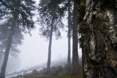 Trees in forest