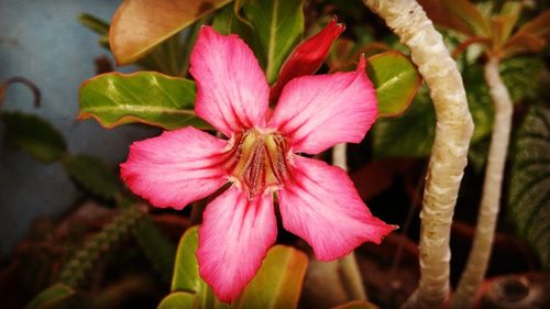 Close-up of pink flower blooming outdoors